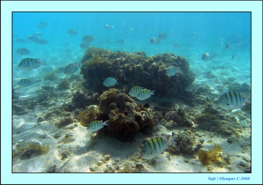 2005 - 11 - Maragogi - parc marin de gales 03.JPG